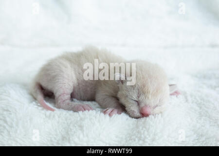 Nouveau Ne De Couleur Beige Clair Chaton Race Birman Sur La Litiere De La Fourrure Photo Stock Alamy