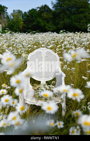 Un ancien président de la canne française se trouve en elle-même dans un champ de marguerites et de l'herbe et est entourée de fleurs à l'été Banque D'Images
