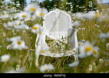 Un ancien président de la canne française se trouve en elle-même dans un champ de marguerites et de l'herbe et est entourée de fleurs à l'été Banque D'Images