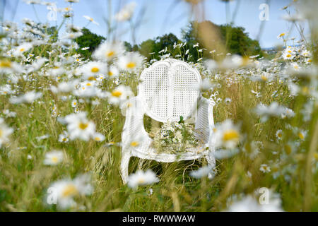 Un ancien président de la canne française se trouve en elle-même dans un champ de marguerites et de l'herbe et est entourée de fleurs à l'été Banque D'Images