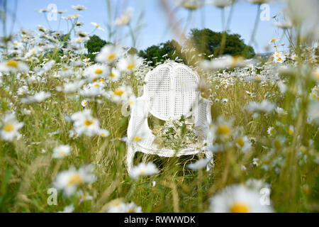 Un ancien président de la canne française se trouve en elle-même dans un champ de marguerites et de l'herbe et est entourée de fleurs à l'été Banque D'Images