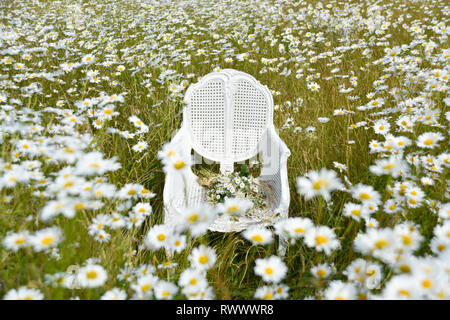 Un ancien président de la canne française se trouve en elle-même dans un champ de marguerites et de l'herbe et est entourée de fleurs à l'été Banque D'Images