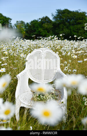Un ancien président de la canne française se trouve en elle-même dans un champ de marguerites et de l'herbe et est entourée de fleurs à l'été Banque D'Images