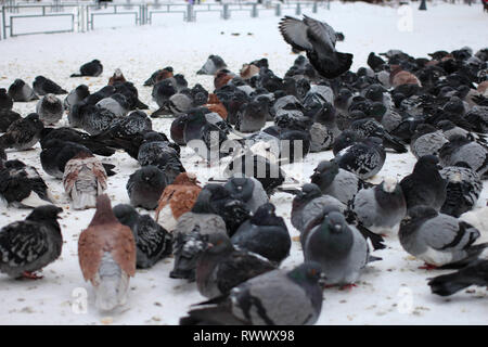 Un grand troupeau de pigeons oiseaux ville assis sur la neige dans la ville Banque D'Images