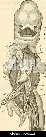 Embryologie, ou, Traité complet du Banque D'Images