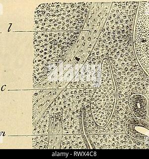 Embryologie, ou, Traité complet du Banque D'Images