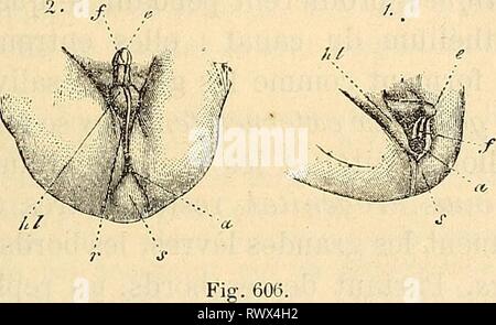 Embryologie, ou, Traité complet du Banque D'Images