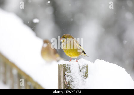 Verdier d'Europe, Carduelis chloris, sur un mur couvert de neige, le Pays de Galles, Royaume-Uni Banque D'Images