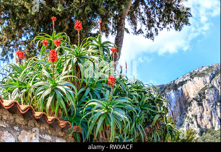Italie - Capri paysage avec Aloe arborescens, la floraison ou l'Aloès, candélabres ou Torch Plant, est une plante médicinale et un remède de la médecine populaire Banque D'Images