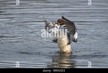 Harle bièvre Mergus merganser,femelle, sur un lac pendant le lissage et lave-devoirs,Pays de Galles, Royaume-Uni Banque D'Images