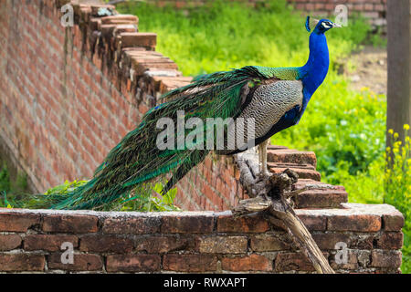 Un magnifique Peacock répandant des plumes colorées sur un mur à l'extérieur de ma maison. Banque D'Images
