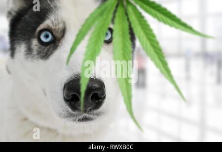 Un chien de police de Husky, formés pour chercher des médicaments, trouvé de la marijuana. Soft focus sélectif Banque D'Images