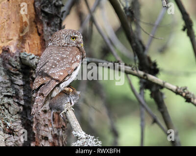 Eurasian Pygmy Owl Banque D'Images