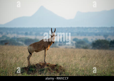 Bubale de Jackson debout sur une termitière, Alcelaphus buselaphus jacksoni, le Parc National de la vallée de Kidepo, Ouganda Banque D'Images