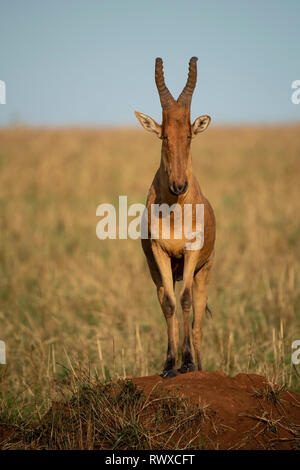 Bubale de Jackson debout sur une termitière, Alcelaphus buselaphus jacksoni, le Parc National de la vallée de Kidepo, Ouganda Banque D'Images