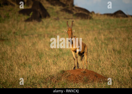 Bubale de Jackson debout sur une termitière, Alcelaphus buselaphus jacksoni, le Parc National de la vallée de Kidepo, Ouganda Banque D'Images