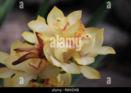 Superbe orchidée cymbidium jaune, voile fleur. Banque D'Images