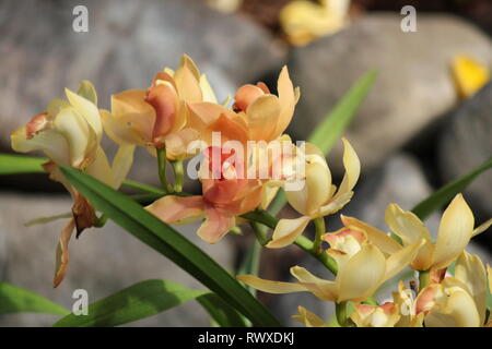 Superbe orchidée cymbidium jaune, voile fleur. Banque D'Images