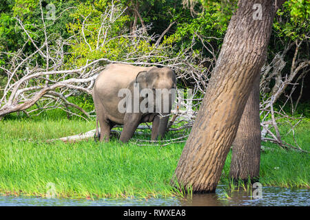 Éléphant d'Asie. Parc national de Yala. Le Sri Lanka. Banque D'Images