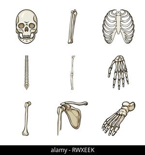 Crâne,fémur,nervure, genou,poignet,foot,la mort,dos,cage,joints,occasion,casse,bassin,cheville,monster,,jambe,xray chiropractic,calcium,ménisque,péroné,sain,hanche,le mal,body,structure,base,shin,os,pelvienne anatomie,squelette,des,organes,médical,médecine,clinique,biologie,,set,icône,,illustration,collection,isolé,design,graphisme,élément signe,caricature,couleur,vecteurs vecteur , Illustration de Vecteur