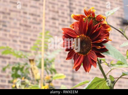 Le TOURNESOL Helianthus annuus Claret contre fond pâle Banque D'Images