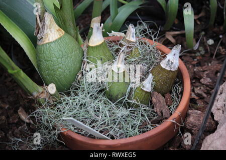 Les rares et menacées d'orchidée Colombe Peristeria, Esprit Saint Orchid, Aigrette Orchid, Flor del Espiritu Santo, ou le Saint-esprit Orchid Banque D'Images