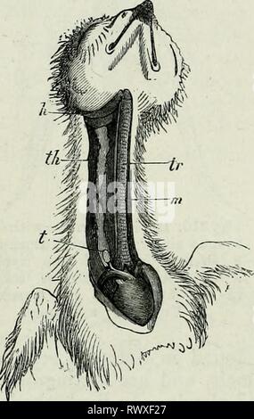 Éléments de l'anatomie comparée (1878) Éléments d'anatomie comparative elementsofcompar78gege Année : 1878 COMPAEATIVE 554 ANATOMIE. l'ensemble de la cavité branchiale, il semble avoir été réduit, en comparaison avec le même organe dans le Tunicata. Lorsque l'organe qui fonctionne comme une langue maternelle est différenciée, la gorge- va encore plus loin, et est converti en un canal, qui est peu à peu coupé de la cavité supérieure (Fig. 311), et est enfin complètement séparé de celui-ci. Dans l'animal adulte il est transformé en un complexe de follicules, couverts de l'épithélium, qui exte Banque D'Images