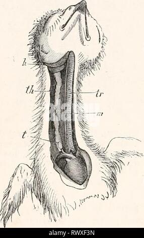 Éléments de l'anatomie comparée (1878) Éléments d'anatomie comparative elementsofcompar00gege Année : 1878 COMPAEATiVE 554 ANATOMIE. l'ensemble de la cavité branchiale, il semble avoir été réduit, en comparaison avec le même organe dans le Tunicata. Lorsque l'organe qui fonctionne comme une langue maternelle est différenciée, la gorge- va encore plus loin, et est converti en un canal, qui est peu à peu coupé de la cavité supérieure (Fig. 311), et est enfin complètement séparé de celui-ci. Dans l'animal adulte il est transformé en un complexe de follicules, couverts de l'épithélium, qui exte Banque D'Images