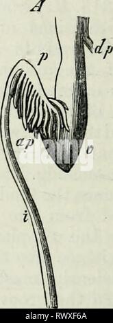 Éléments de l'anatomie comparée (1878) Banque D'Images