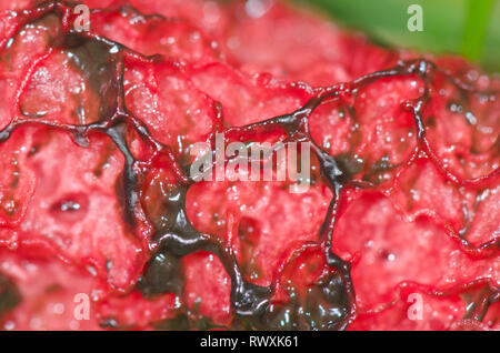 Close up of Devil's Fingers ou poulpes Phalle impudique (Clathrus archeri). Sussex, UK Banque D'Images