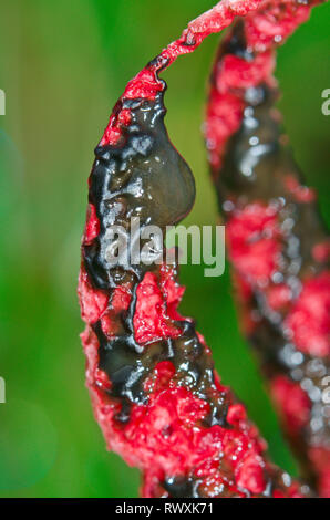 Close up of Devil's Fingers ou poulpes Phalle impudique (Clathrus archeri). Sussex, UK Banque D'Images