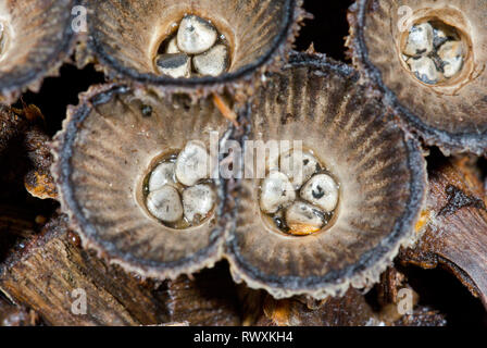Les oiseaux nichent à cannelures (champignon Cyathus striatus), Nidulariaceae. Sussex, UK Banque D'Images