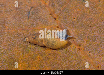 La boue de l'étang (Escargot Omphiscola glabra) d'émerger. Sussex, UK. 2 de 3 Banque D'Images