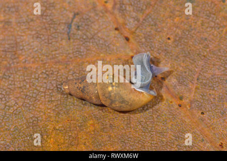 La boue de l'étang (Escargot Omphiscola glabra) d'émerger. Sussex, UK. 3 de 3 Banque D'Images