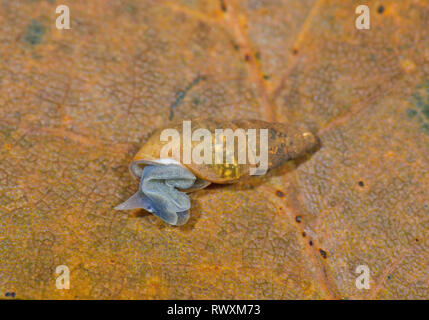 La boue de l'étang (Escargot Omphiscola glabra) d'émerger. Sussex, UK Banque D'Images