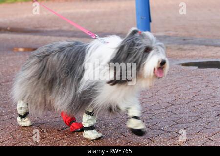 Birmingham, UK. Mar 8, 2019. Les chiens en arrivant sur la deuxième journée de Crufts 2019 ️Jon Crédit : Freeman/Alamy Live News Banque D'Images