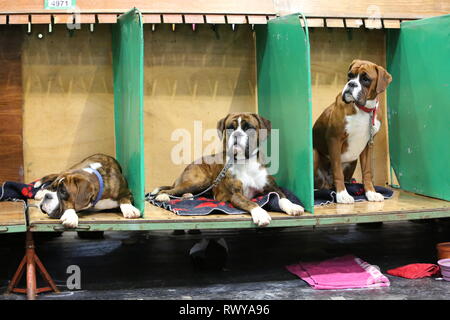 Birmingham, UK. Mar 8, 2019. Trois boxeurs dans différents états d'alerte sur le deuxième jour de Crufts 2019 ️Jon Crédit : Freeman/Alamy Live News Banque D'Images