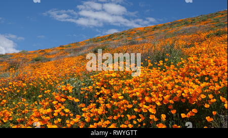 Fleurs de pavot orange vif sous un ciel bleu au cours de la 2019 California super bloom Banque D'Images