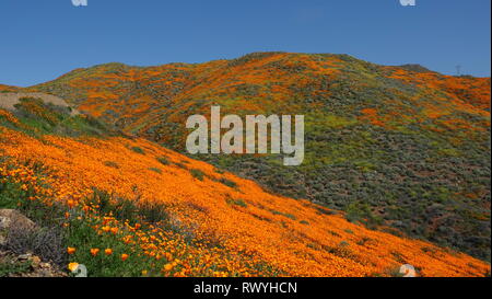 Fleurs de pavot orange vif sous un ciel bleu au cours de la 2019 California super bloom Banque D'Images