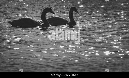 Mute Swan (Cygnus olor), Royaume-Uni, vue latérale - portrait d'un couple de cygnes avec les formes du corps presque identiques qui se profile sur un soleil éclatant éclairé lake Banque D'Images