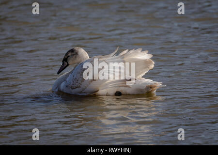 Mute Swan (Cygnus olor), Royaume-Uni, vue latérale - portrait d'un jeune cygne sur un lac montrant le détail du plumage avec ailes Banque D'Images