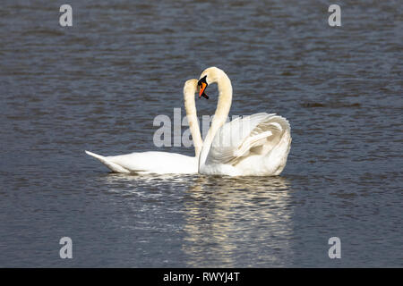 Mute Swan (Cygnus olor), Royaume-Uni, accouplées - Paire de cygnes sur un lac en face de l'autre Banque D'Images