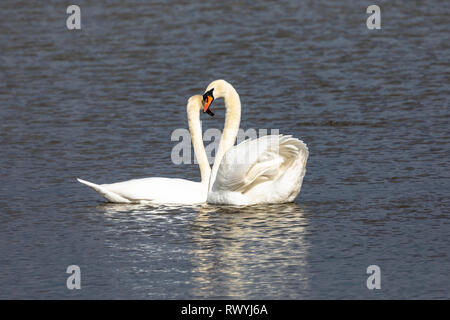 Mute Swan (Cygnus olor), Royaume-Uni, accouplées - Paire de cygnes sur un lac en face de l'autre Banque D'Images