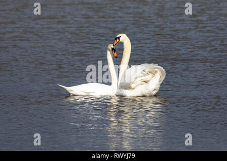 Mute Swan (Cygnus olor), Royaume-Uni, accouplées - Paire de cygnes sur un lac en face de l'autre Banque D'Images