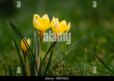 Crocus' dans l'herbe, l'est du Devon, Angleterre du Sud-Ouest, Royaume-Uni. Banque D'Images