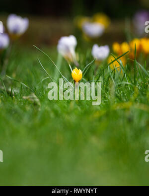 Crocus' dans l'herbe, l'est du Devon, Angleterre du Sud-Ouest, Royaume-Uni. Banque D'Images