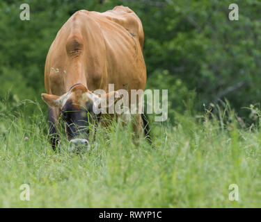 Jersey le pâturage dans la longue herbe en été meadow Banque D'Images