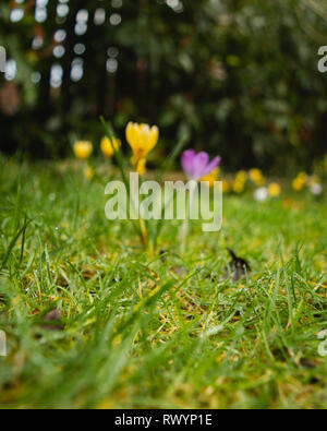 Crocus' dans l'herbe, l'est du Devon, Angleterre du Sud-Ouest, Royaume-Uni. Banque D'Images