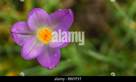 Crocus' dans l'herbe, l'est du Devon, Angleterre du Sud-Ouest, Royaume-Uni. Banque D'Images