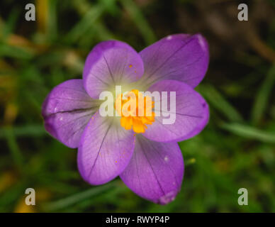 Crocus' dans l'herbe, l'est du Devon, Angleterre du Sud-Ouest, Royaume-Uni. Banque D'Images